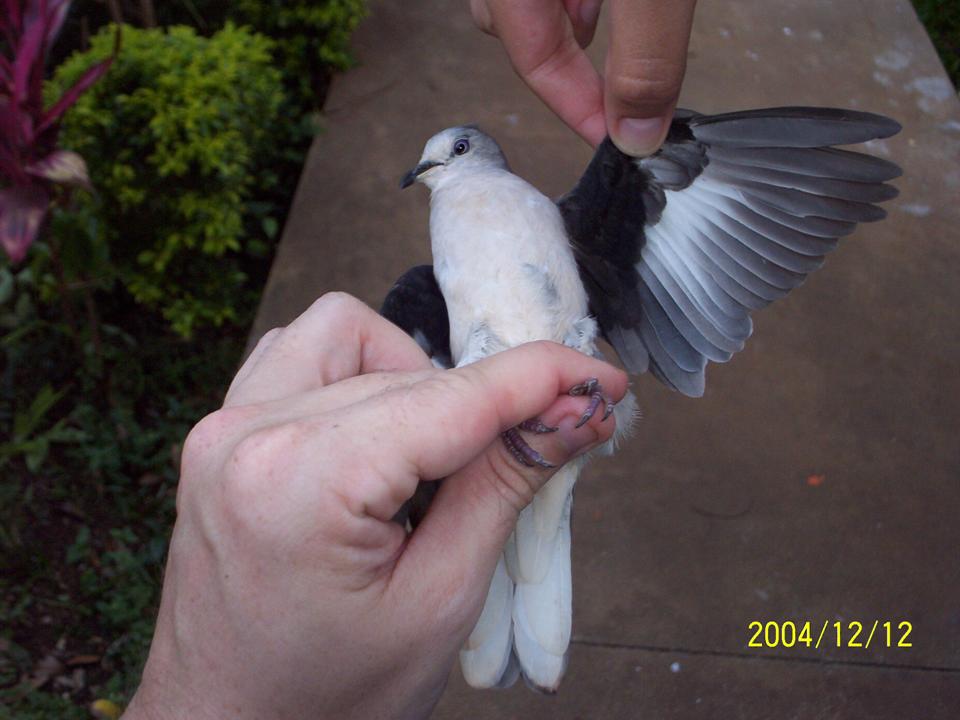 FIGURE 6 FIGURE 6